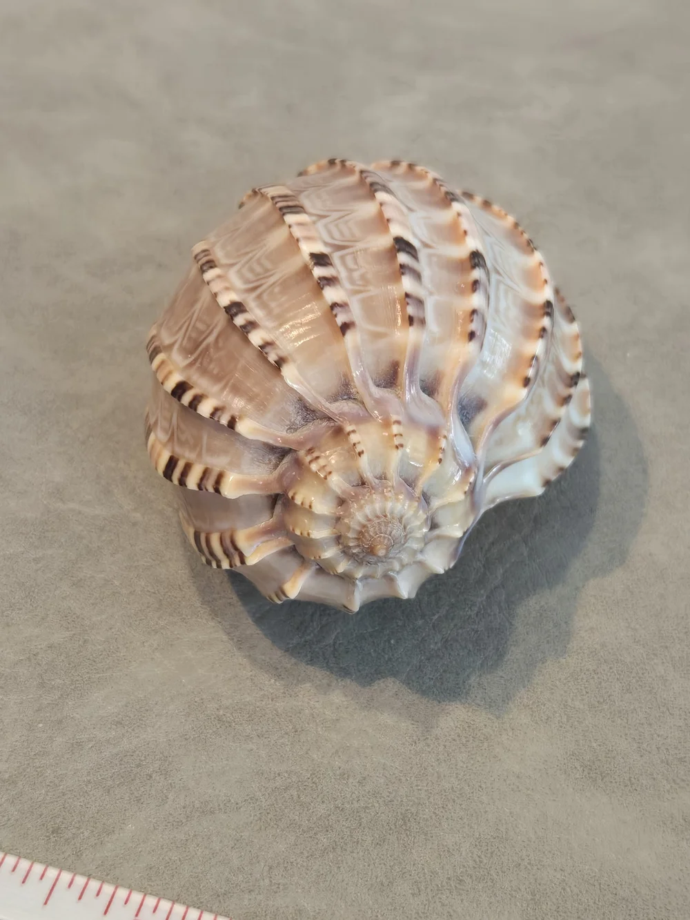 🐚 Natural Harpa Shell | Harp Shell | Bold Ribbed Ridges | Purple Interior | 3 i - Picture 3 of 7